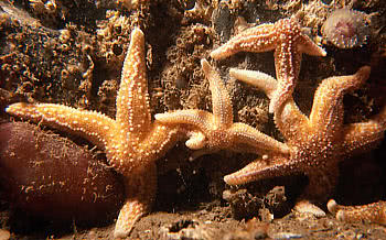 Asterias rubens